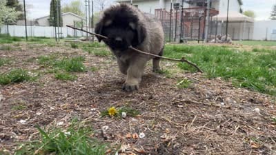 Tori, a female Caucasian Ovcharka for sale in Fargo, ND – 7 of 7