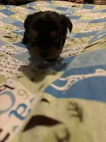 Male-teacup, a male Yorkshire Terrier for sale in Maplewood, MN – Photo 2 of 2