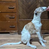 Finn, a male Borzoi for sale in Fulton, NY – Photo 1 of 2