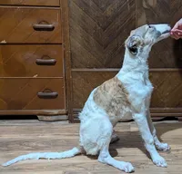 processed/ed831fbd-ae27-4b3f-85a4-009fa5c5986f/listing/36e7f62b-59a6-4ae9-8017-3a4e92546539/08c3047d-907f-4836-b7b0-237b6264d099