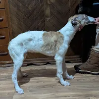 Finn, a male Borzoi for sale in Fulton, NY – Photo 2 of 2