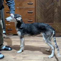 Oliver, a male Borzoi for sale in Fulton, NY – Photo 1 of 2