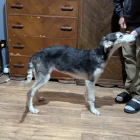 Oliver, a male Borzoi for sale in Fulton, NY – Photo 2 of 2