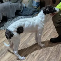 Jax, a male Borzoi for sale in Fulton, NY – Photo 2 of 2