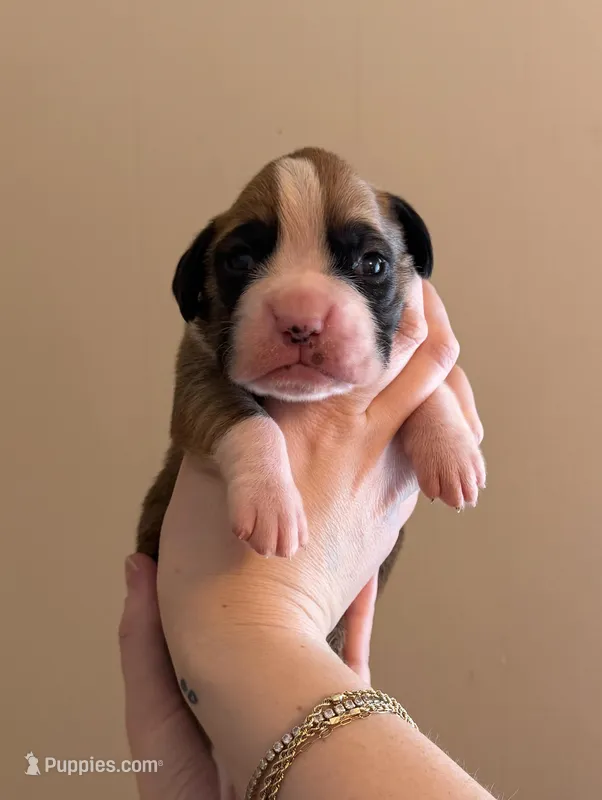 Male 3 – Boxer puppy for sale in Bagley, MN