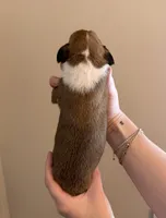 Male 3, a male Boxer for sale in Bagley, MN – Photo 3 of 3