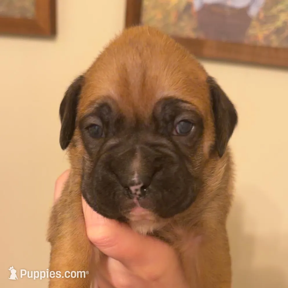 Male 2 – Boxer puppy for sale in Bagley, MN