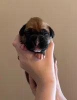 Male 2, a male Boxer for sale in Bagley, MN – Photo 1 of 3