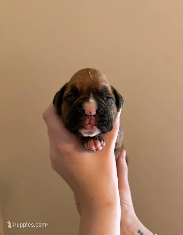 Male 4 – Boxer puppy for sale in Bagley, MN