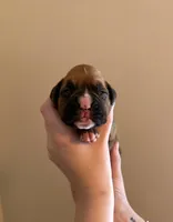 Male 4, a male Boxer for sale in Bagley, MN – Photo 1 of 3