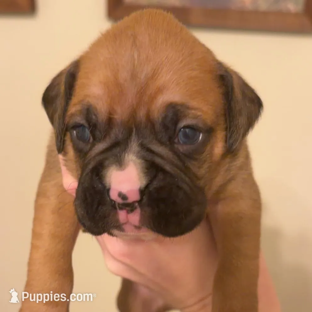 Male 4 – Boxer puppy for sale in Bagley, MN