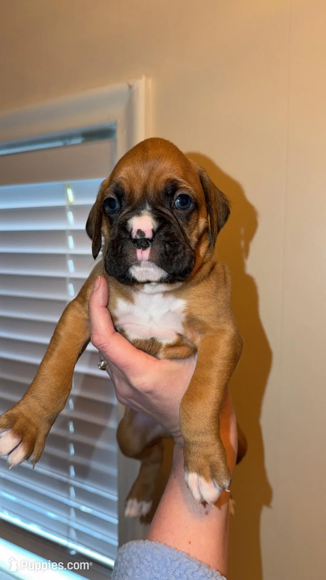 Male 4 – Boxer puppy for sale in Bagley, MN