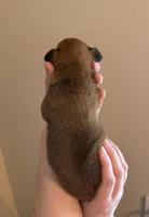 Male 4, a male Boxer for sale in Bagley, MN – Photo 3 of 3