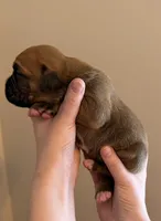 Male 4, a male Boxer for sale in Bagley, MN – Photo 2 of 3