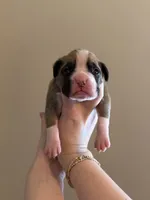 Male 1, a male Boxer for sale in Bagley, MN – Photo 1 of 3