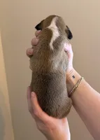 Male 1, a male Boxer for sale in Bagley, MN – Photo 2 of 3