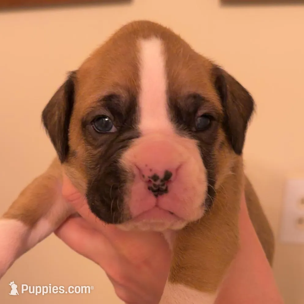 Male 1 – Boxer puppy for sale in Bagley, MN