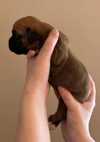 Female, a female Boxer for sale in Bagley, MN – Photo 3 of 3