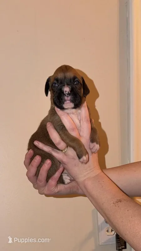 Female – Boxer puppy for sale in Bagley, MN