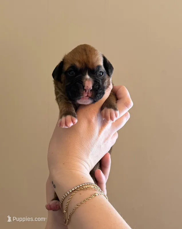 Female – Boxer puppy for sale in Bagley, MN