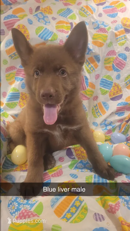 Liver male blue collar  – German Shepherd Dog puppy for sale in Mcloud, OK