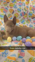 Green isabella male, a male German Shepherd Dog for sale in Mcloud, OK – Photo 1 of 8
