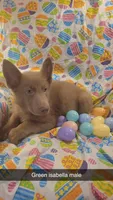 Green isabella male, a male German Shepherd Dog for sale in Mcloud, OK – Photo 2 of 8