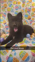 Black female, a female German Shepherd Dog for sale in Mcloud, OK – Photo 1 of 6