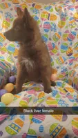 Liver female, a female German Shepherd Dog for sale in Mcloud, OK – Photo 2 of 10