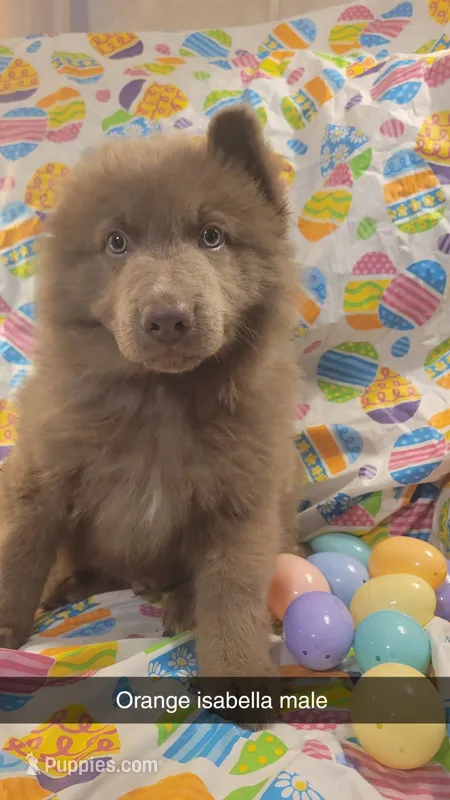 Isabella male long coat orange collar – German Shepherd Dog puppy for sale in Mcloud, OK