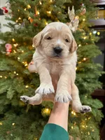 Prince Phillip/ Orange Collar, a male Goldendoodle for sale in Alameda, CA – Photo 5 of 9