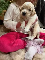 Prince Phillip/ Orange Collar, a male Goldendoodle for sale in Alameda, CA – Photo 7 of 9