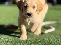 Prince Phillip/ Orange Collar, a male Goldendoodle for sale in Alameda, CA – Photo 1 of 9
