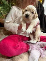 Prince Phillip/ Orange Collar, a male Goldendoodle for sale in Alameda, CA – Photo 9 of 9