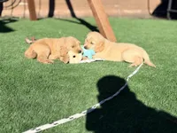 Prince Phillip/ Orange Collar, a male Goldendoodle for sale in Alameda, CA – Photo 3 of 9