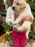 Prince Phillip/ Orange Collar, a male Goldendoodle for sale in Alameda, CA – Photo 8 of 9
