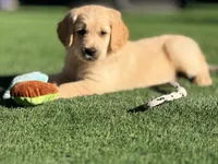 Prince Phillip/ Orange Collar, a male Goldendoodle for sale in Alameda, CA – Photo 2 of 9