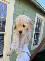 Aurora/ Pink Collar, a female Goldendoodle for sale in Alameda, CA – Photo 4 of 10