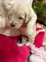 Aurora/ Pink Collar, a female Goldendoodle for sale in Alameda, CA – Photo 7 of 10