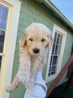 Aurora/ Pink Collar, a female Goldendoodle for sale in Alameda, CA – Photo 3 of 10