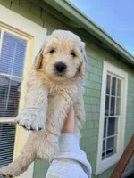 Aurora/ Pink Collar, a female Goldendoodle for sale in Alameda, CA – Photo 2 of 10
