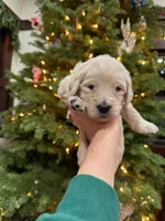 Aurora/ Pink Collar, a female Goldendoodle for sale in Alameda, CA – Photo 8 of 10