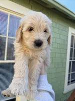 Aurora/ Pink Collar, a female Goldendoodle for sale in Alameda, CA – Photo 1 of 10