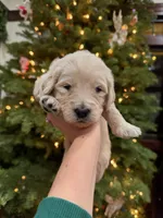 Aurora/ Pink Collar, a female Goldendoodle for sale in Alameda, CA – Photo 6 of 10
