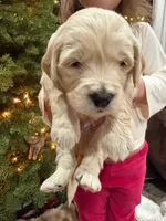 Olaf/ Blue Collar, a male Goldendoodle for sale in Alameda, CA – Photo 9 of 10