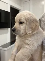 Olaf/ Blue Collar, a male Goldendoodle for sale in Alameda, CA – Photo 4 of 10