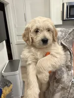 Olaf/ Blue Collar, a male Goldendoodle for sale in Alameda, CA – Photo 1 of 10