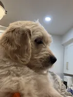 Olaf/ Blue Collar, a male Goldendoodle for sale in Alameda, CA – Photo 7 of 10