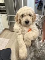 Olaf/ Blue Collar, a male Goldendoodle for sale in Alameda, CA – Photo 3 of 10