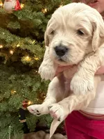 Olaf/ Blue Collar, a male Goldendoodle for sale in Alameda, CA – Photo 8 of 10